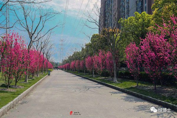 KK体育除了樱花还有紫荆海棠红花檵木！上海多条绿化特色道路已到“最美观赏季”(图4)