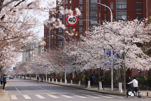 KK体育除了樱花还有紫荆海棠红花檵木！上海多条绿化特色道路已到“最美观赏季”(图1)