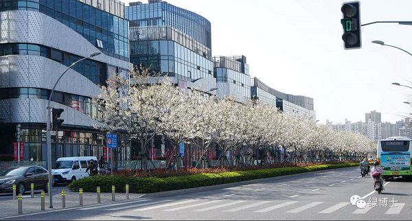 KK体育除了樱花还有紫荆海棠红花檵木！上海多条绿化特色道路已到“最美观赏季”(图2)