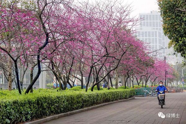 KK体育除了樱花还有紫荆海棠红花檵木！上海多条绿化特色道路已到“最美观赏季”(图3)