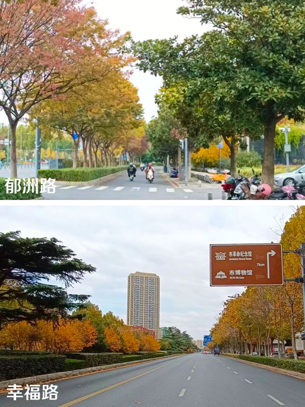 KK体育连云港市区行道树树种规划发布(图2)