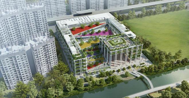 KK体育新加坡城市绿化的极致：从平面到垂直甚至还有摩天绿化(图9)