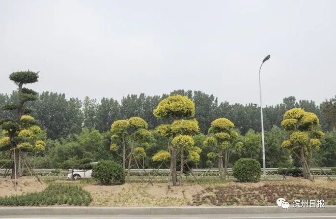 “提绿”“增色”丰富植物搭配 滨州黄河大道“颜值”再提升！KK体育(图2)