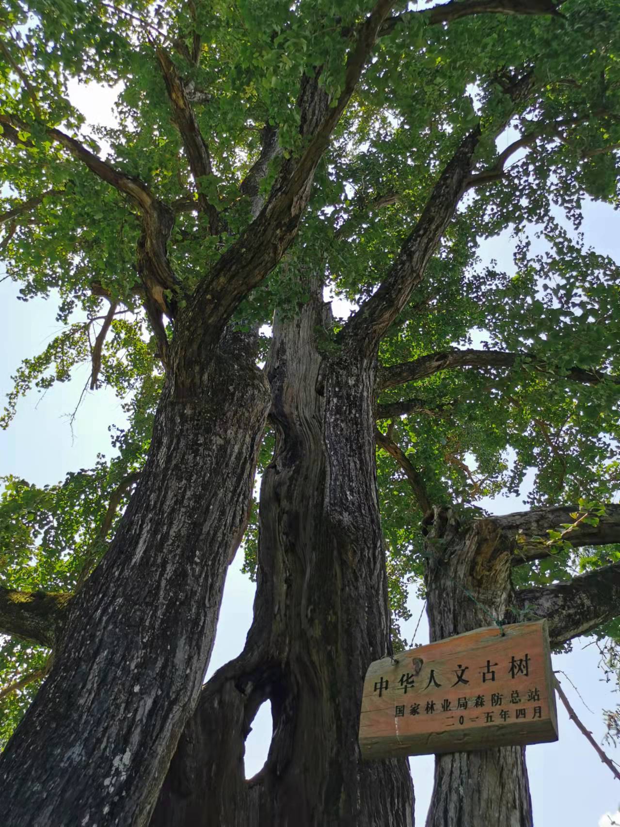 KK体育收编16种树种类型 《黔东南州“十佳”系列树种推荐名录》发布(图1)