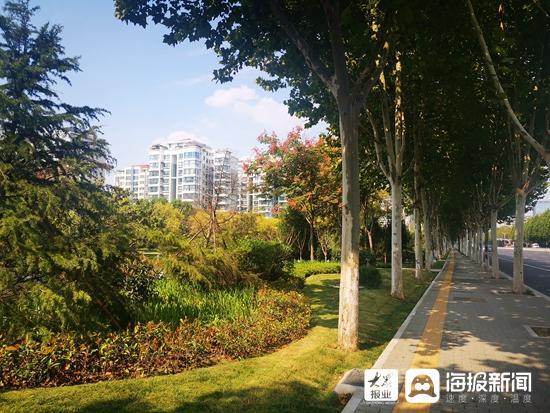 龙珠体育app新面貌迎双节 淄博主城区道路绿化提升工程初见成效(图1)
