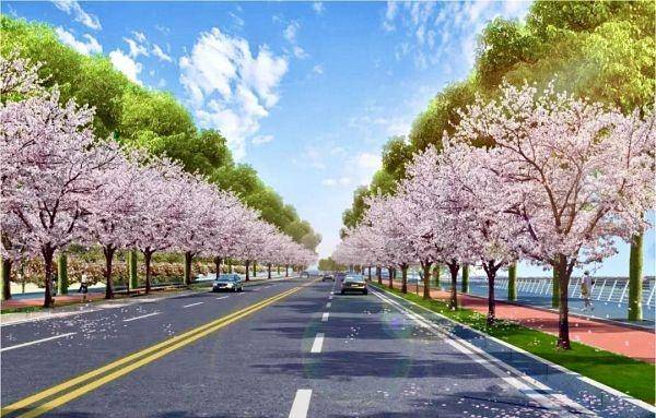 常青树木配樱花市民为长江新区龙珠体育app道路画了幅效果图(图1)