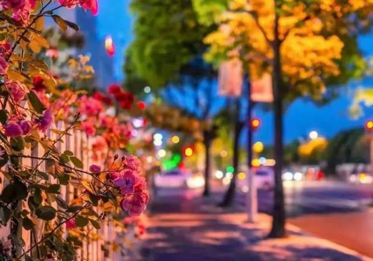 新成龙珠体育app路街道：形成全年见绿、四季看花、随处闻香的美好城市图景(图3)