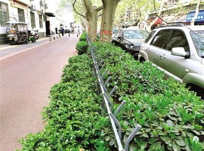郑州部分路段绿化带装上栅栏 网友：想起了老家菜地里龙珠体育app的竹竿篱笆(图3)