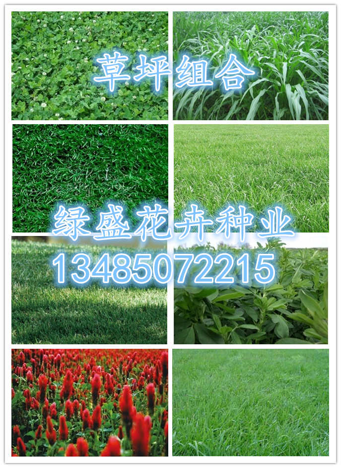 南林乡道路绿化花草植物设计图龙珠体育app(图1)