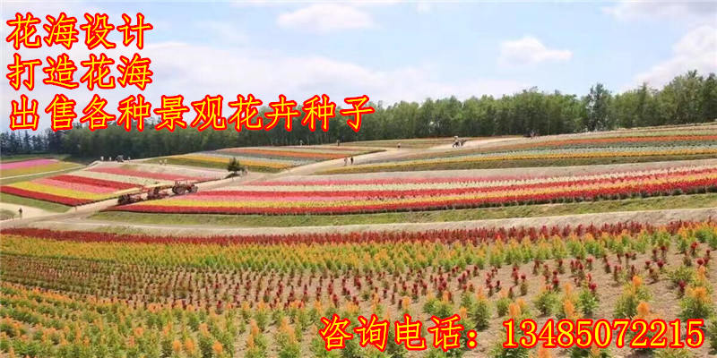 南林乡道路绿化花草植物设计图龙珠体育app(图2)
