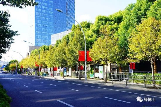 上海首条小叶椴特色道路悄然变色龙珠体育app中一起来看(图3)