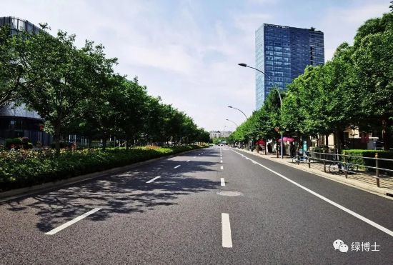 上海首条小叶椴特色道路悄然变色龙珠体育app中一起来看(图4)